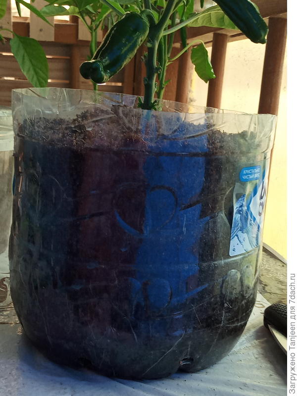 баклажка отсвечивает и корни плохо видно...