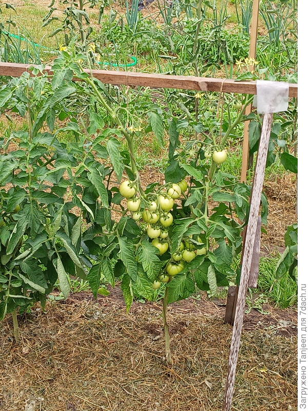 или Рубин, или Быстренок....