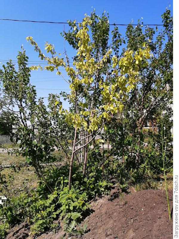 ирга светло-желтые листья
