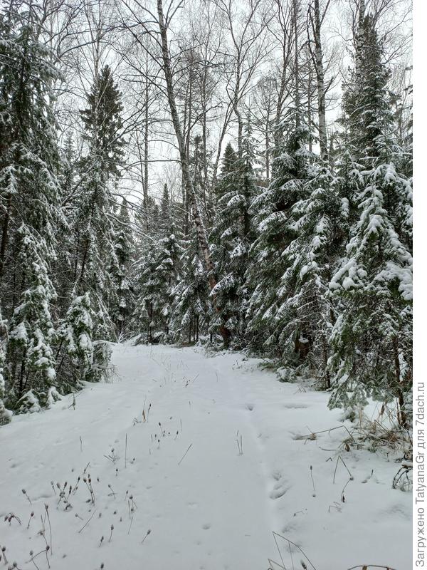 Лес сразу за дачным участком