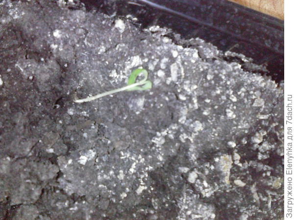 закорючка одна