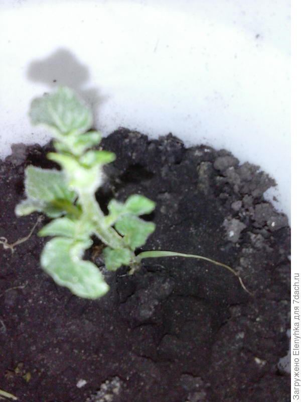 немного вырос