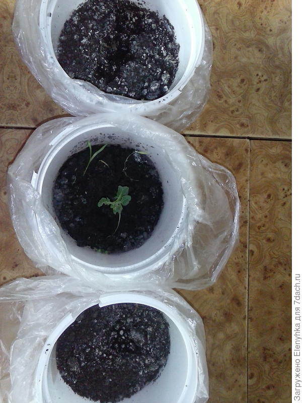 два подсыпанных пропали