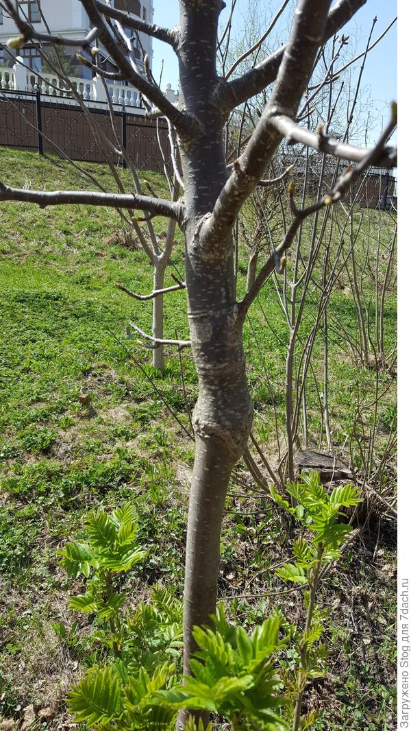 Странное дерево в мае