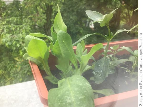 Питуньи без удобрения