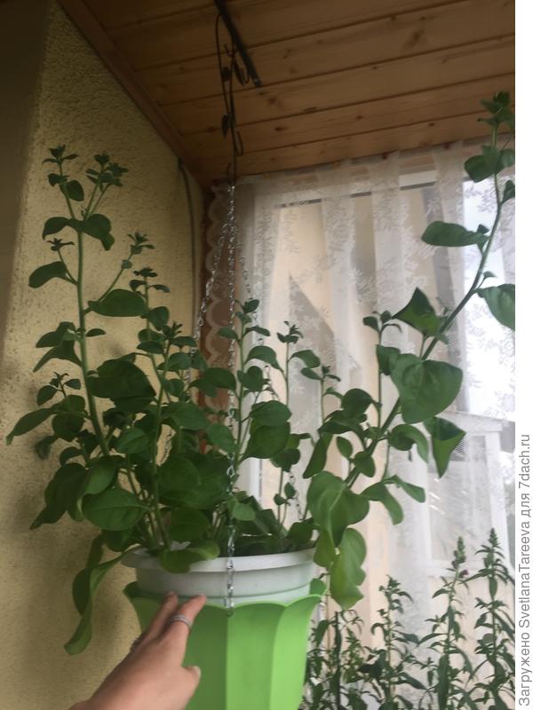 С удобрением ШунгиТерра