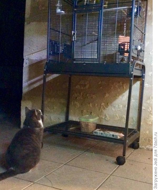 Близок локоть, да не укусишь