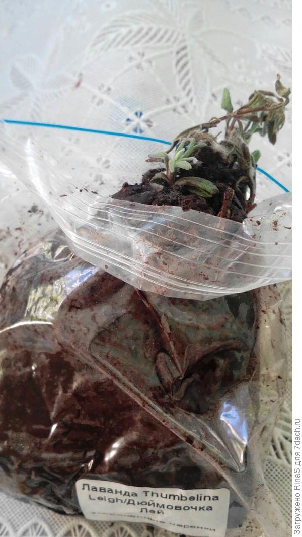 Лаванда Дюймовочка Лэй