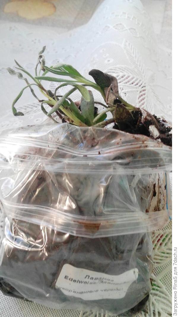 Лаванда Эдельвейс