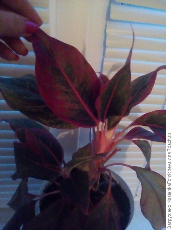 Подскажите название цветка