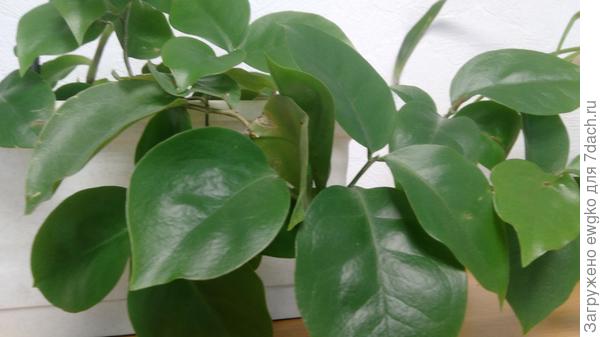 Комнатное растение