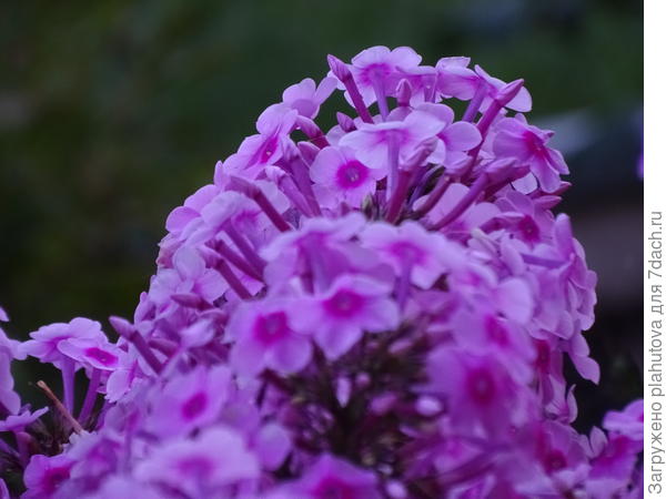 Флокс