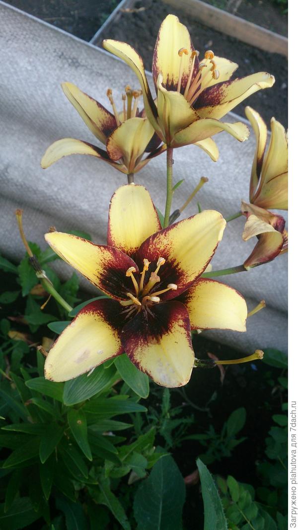 Нашла еще фото лилии