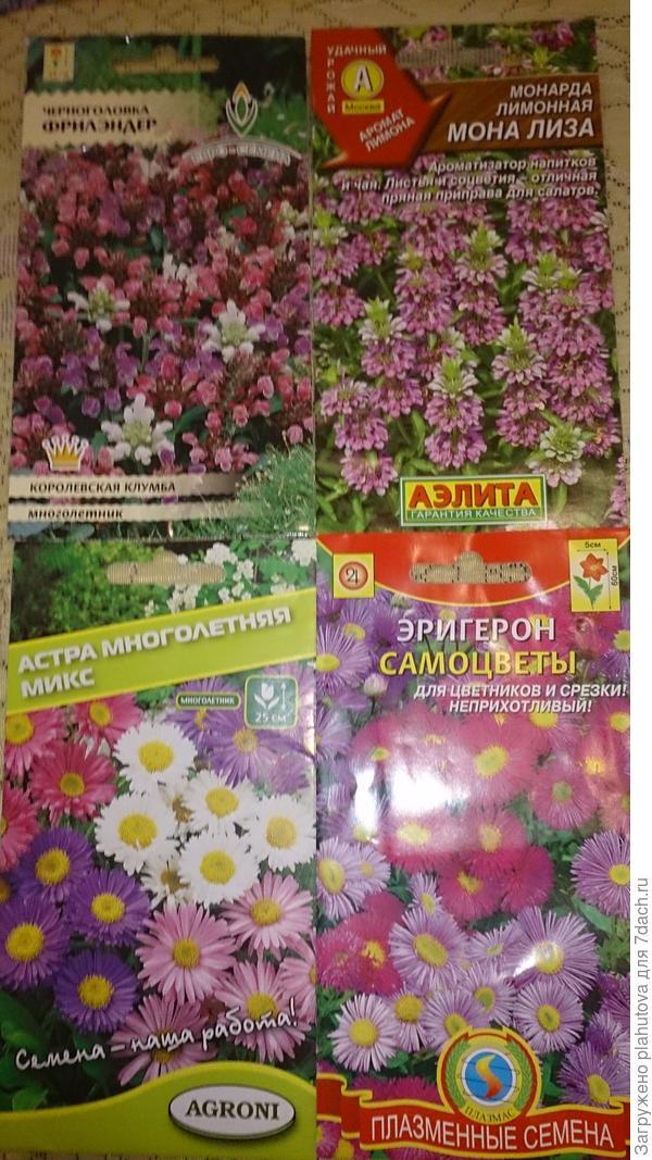 Монарха и черноголовка, эригерон и астра многолетняя.
