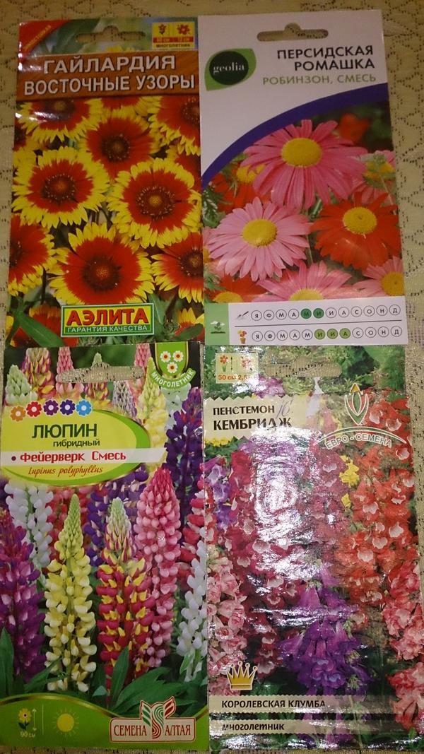Гайлардия и ромашка персидская, люпин и пенстемон.