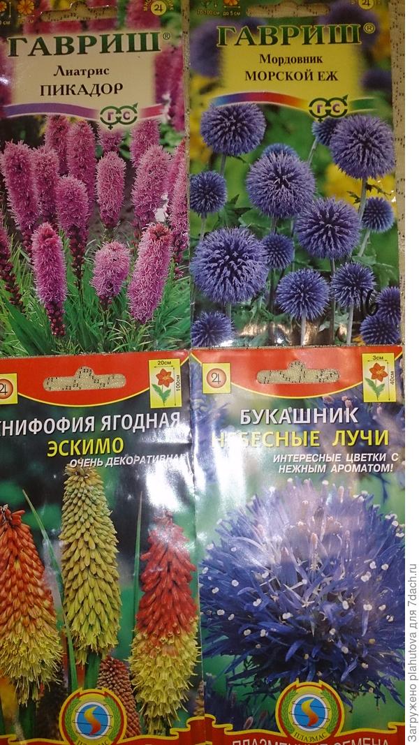 Лиатрис и книфофия, мордовник и букашник.