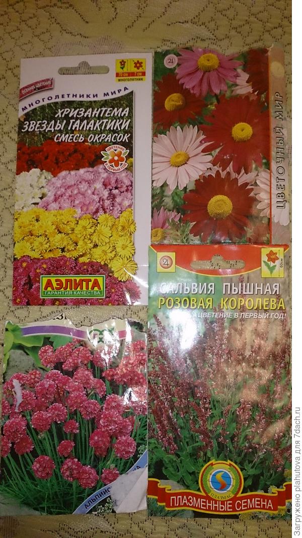 Хризантема и перитрум, сальвия и армерия