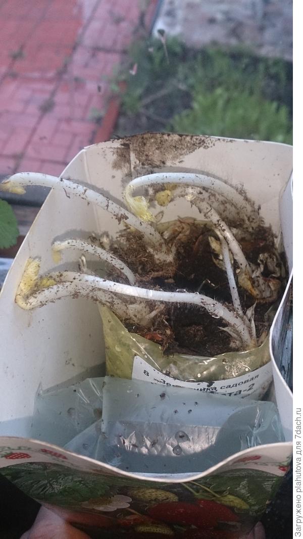 Эти бедняжки в упаковке фриго.