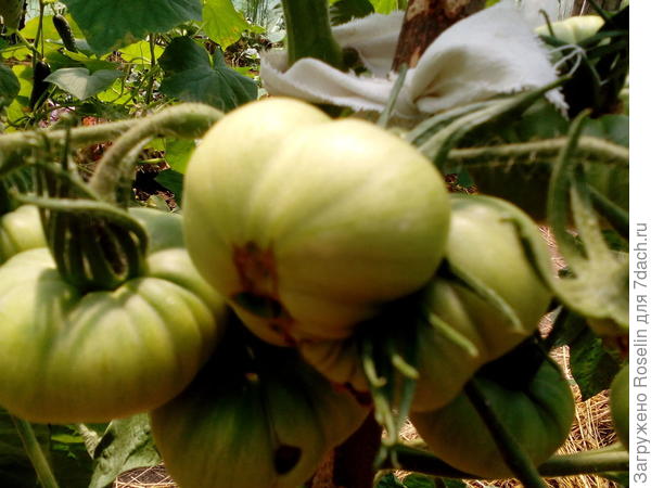 Малиновое чудо