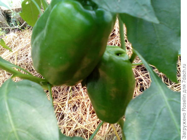 Перец оранжевый бык тоже из Беккера