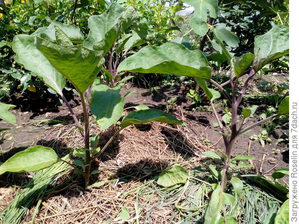 Баклажан для шашлыка F1,куплен в Беккер