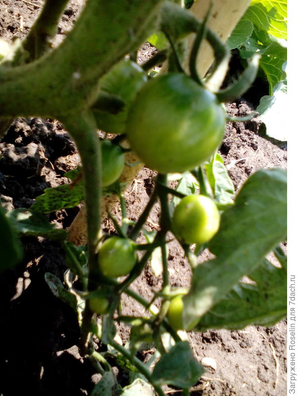 Шоколадная гроздь