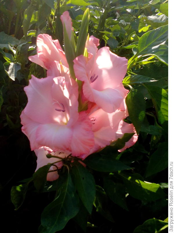 Это Вам от меня!