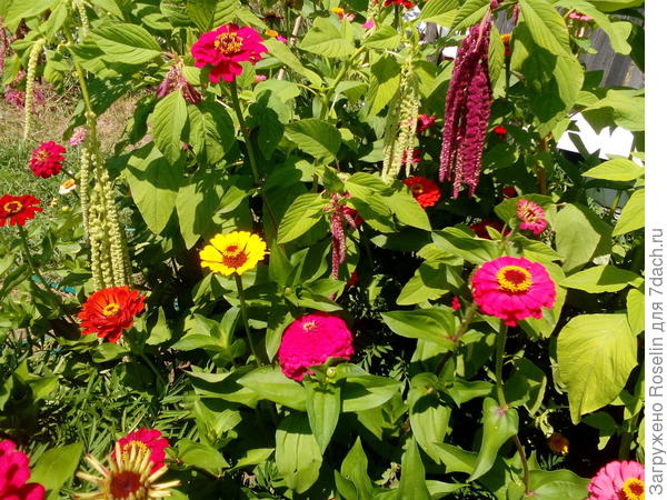 Пусть радость и веселье сопровождают вас,а дни будут такими яркими,как эти цветы!