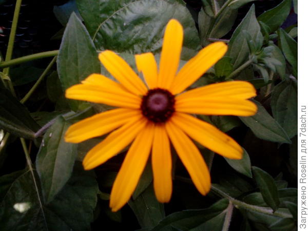 Солнечный цветок - солнечному человечку!