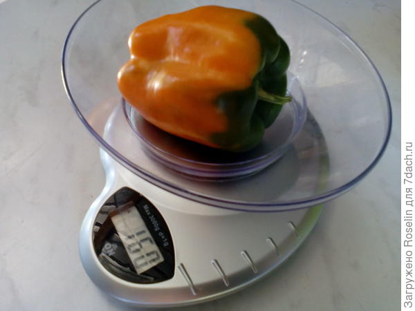 Сладкий перец Оранжевый бык. Выращивание из семян. Описание сорта. Фото