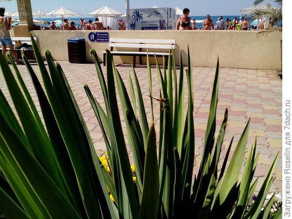 Стрекоза спряталась в листьях юкки