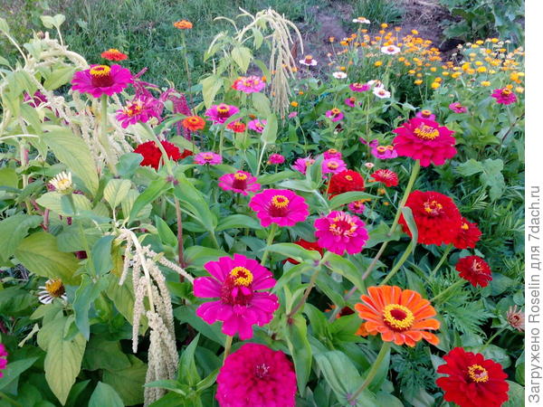 Вам в подарок от меня яркие летние циннии!