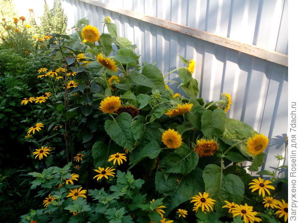 Солнечные цветы из Росси в далёкую,но благодаря Вам ,такую близкую Францию!