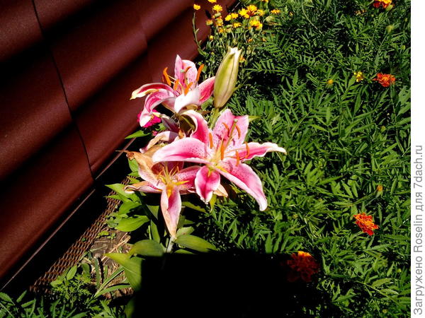 Эта малышка имеет нежный аромат.