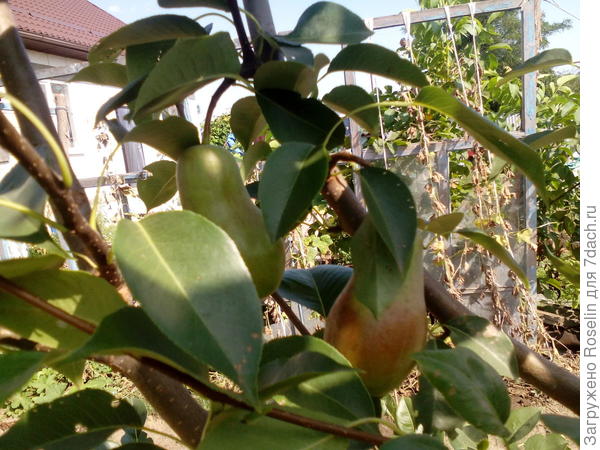 Груши спеют,целых пять штук на дереве.