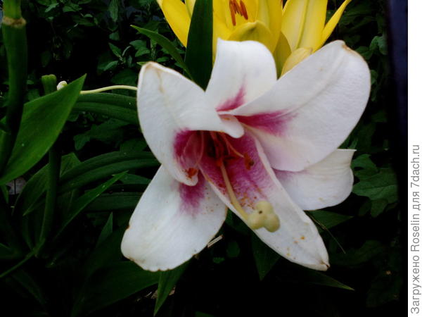 Названия не знаю,вместе с жёлтыми попалась одна.