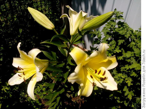 А это моя луноликая Ханимун.