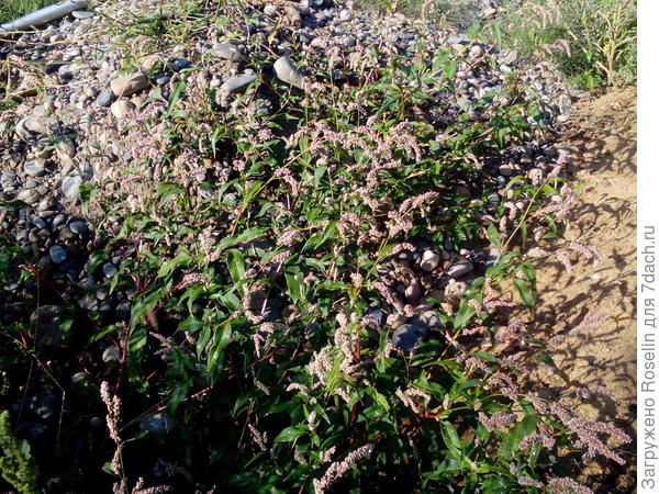 Мой незнакомец