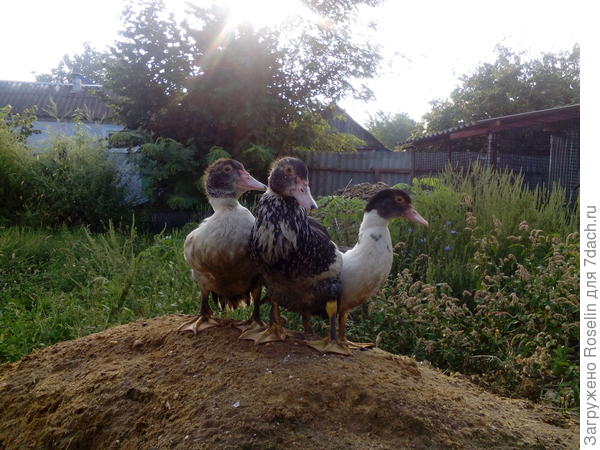 Утром обсуждаем планы на день