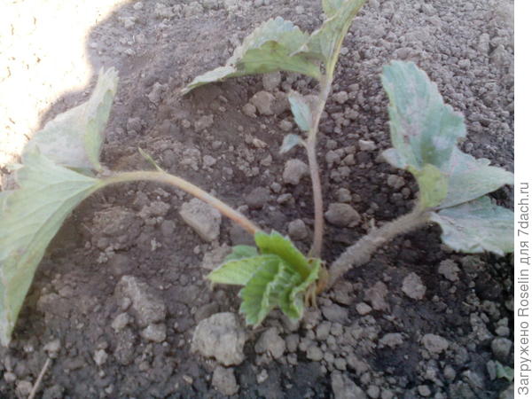 Здесь видно новый листик,хоть куст и примят утками.