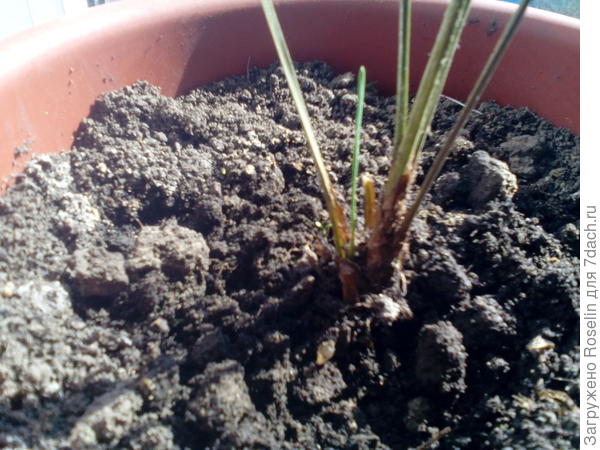 Маленький росток. Земля внутри горшка влажная,видны крупинки набухшего геля. Поливать пока не буду.