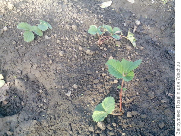 А эти без геля. Живые,но новых листьев нет