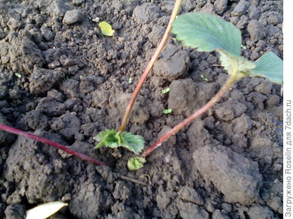 И здесь такая же картина