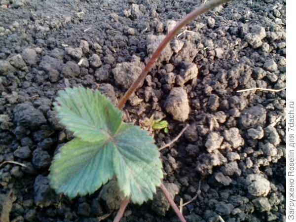 Новый листок и ещё один прорастает