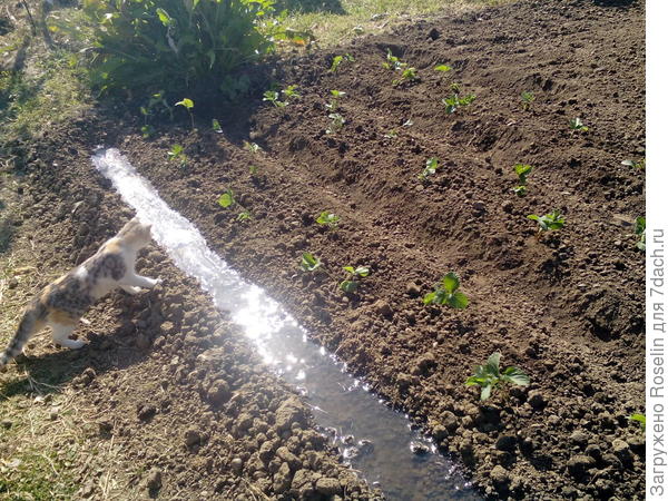 А это мы клубнику вместе посадили. Проверяет,хорошо ли поливаю.