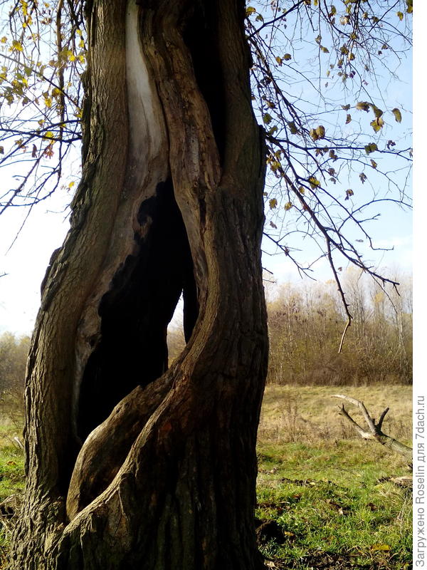 Крупным планом