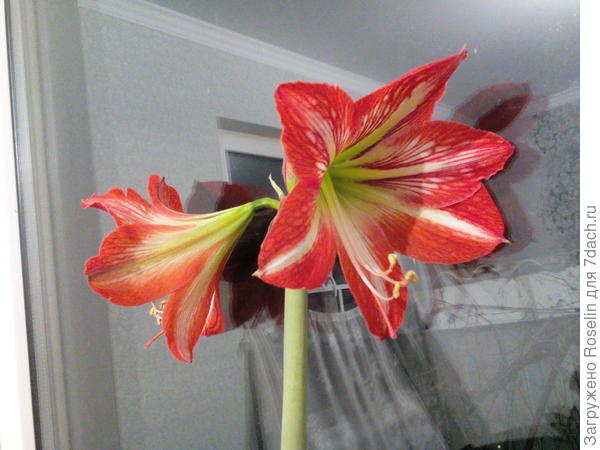 На дворе зима,потому цветочек комнатный,но зато он аленький,исполнит заветные желания!