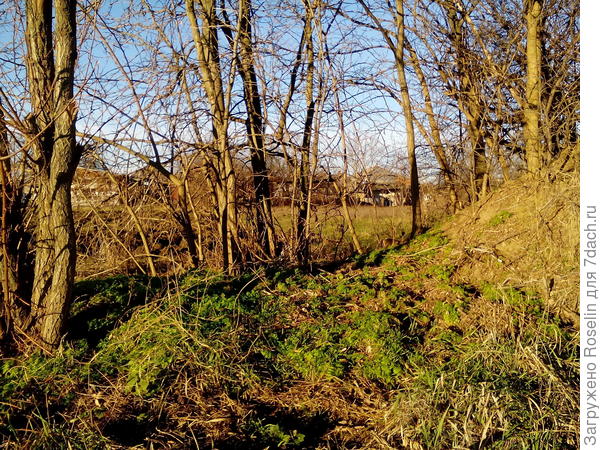Полянка за двором,только подснежников не хватает