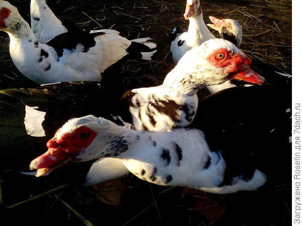 Мои &amp;quot;зимние&amp;quot; утки рады утреннему солнышку