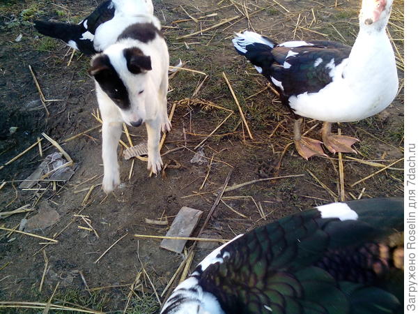 Играет с утками